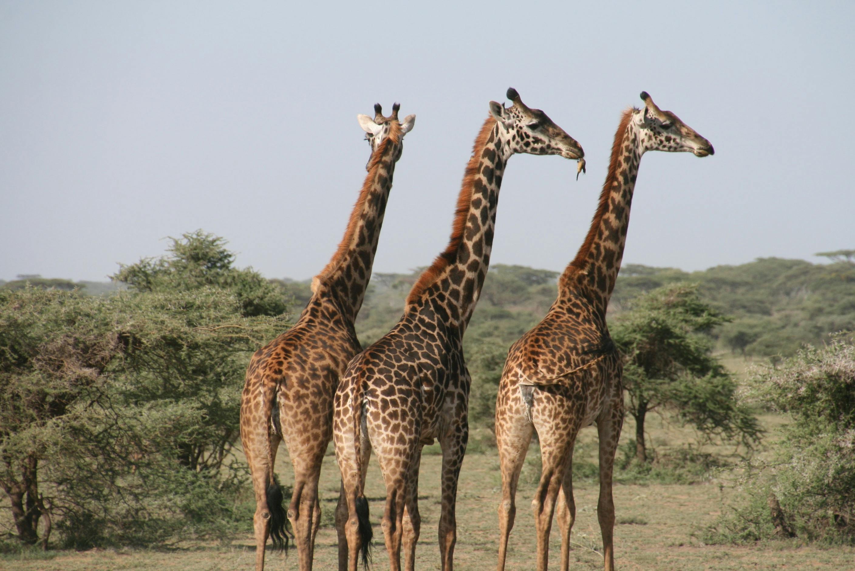 Zebras in Africa