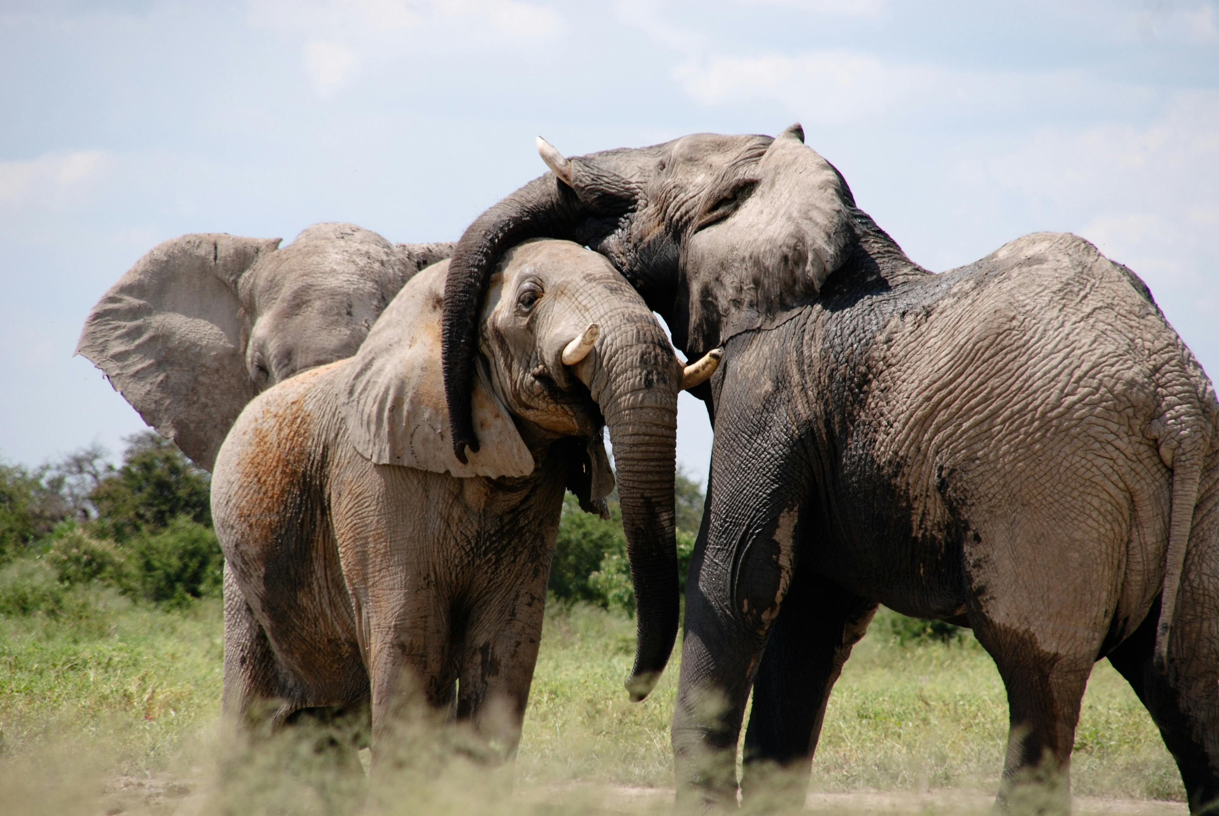 Hwange Landscape