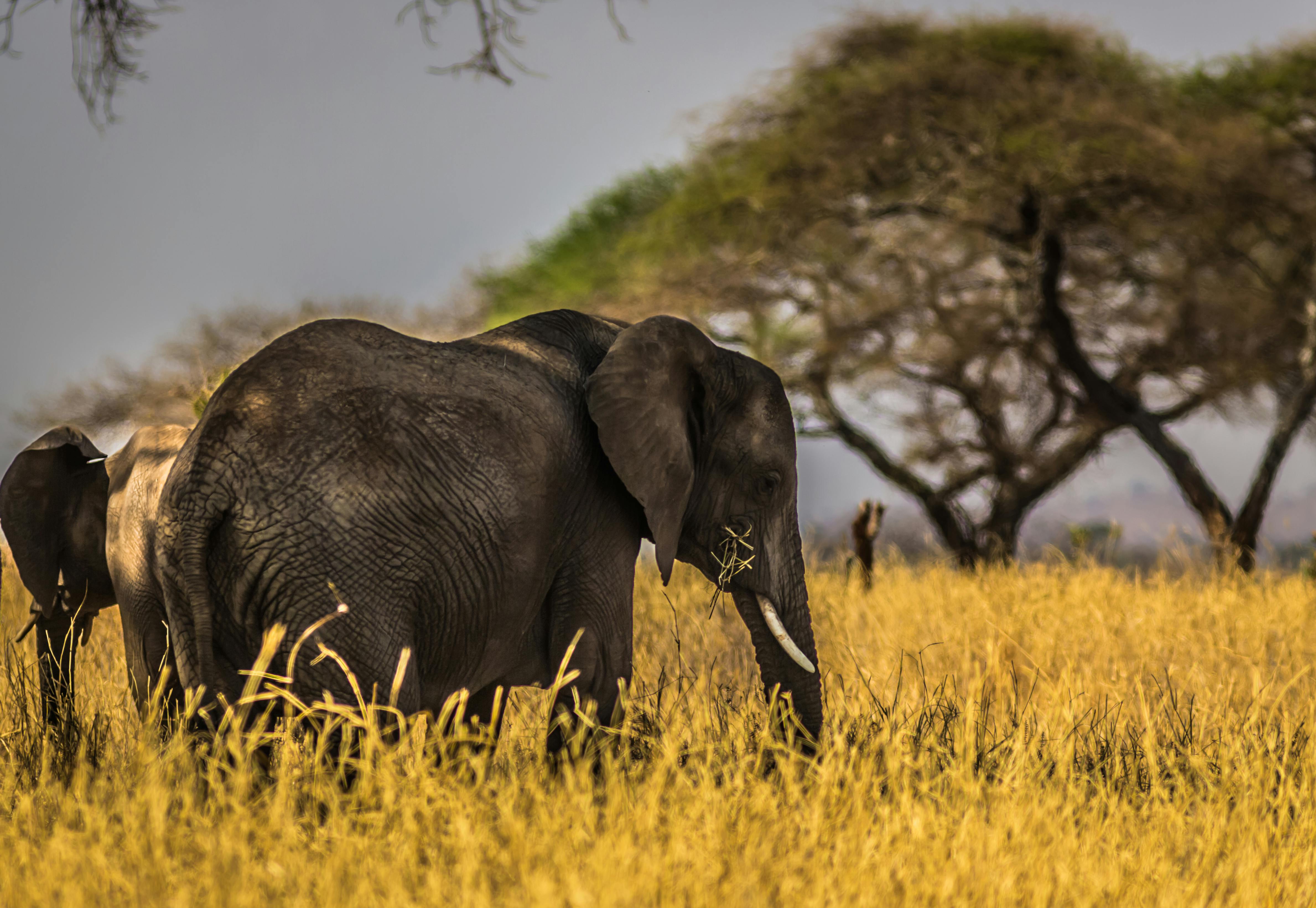 Hwange National Park